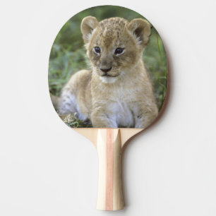Afrikanischer Löwe, Panthera leo), Tansania, Tischtennis Schläger
