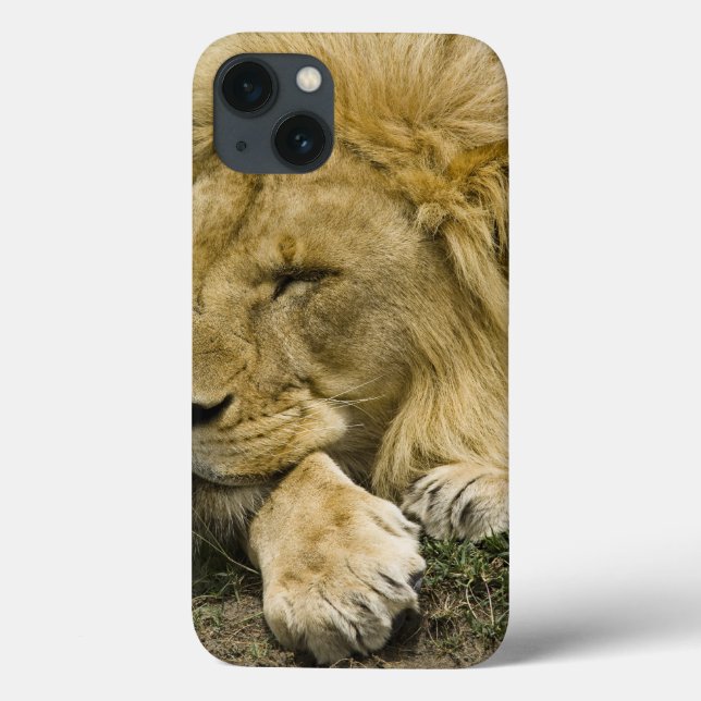 Afrikanischer Löwe, Panthera Löwe, Niederlegung Case-Mate iPhone Hülle (Rückseite)