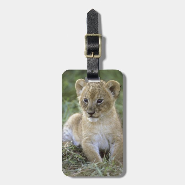 Afrikanischer Löwe, Panthera Löwe), Tansania, Gepäckanhänger (Vorderseite vertikal)