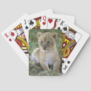 Afrikanischer Löwe, Panthera Löwe), Tansania, Spielkarten