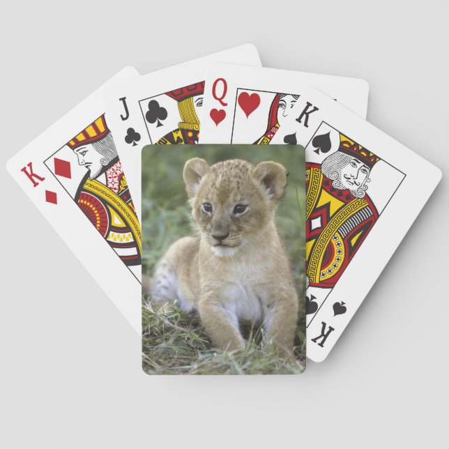 Afrikanischer Löwe, Panthera Löwe), Tansania, Spielkarten (Rückseite)