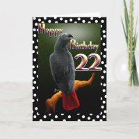 Afrikanischer Papagei-Papagei-Polka-Punkte 22. B-T