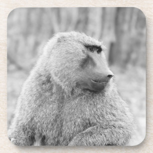 Afrikanischer Pavian Untersetzer