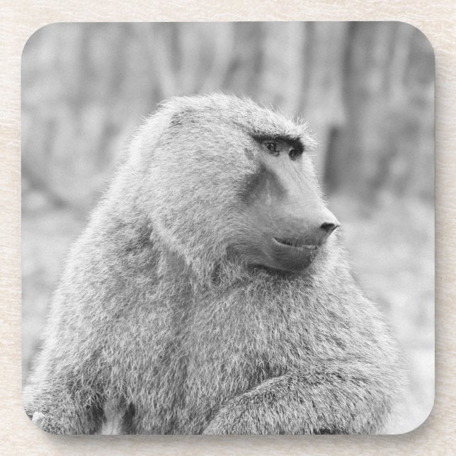 Afrikanischer Pavian Untersetzer (Vorderseite)