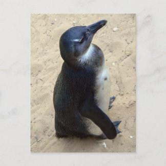 afrikanischer Penquin Postkarte