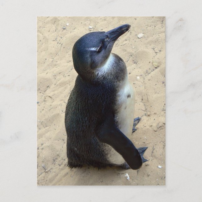 afrikanischer Penquin Postkarte (Vorderseite)