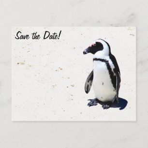 Afrikanischer Pinguin am Flussstein-Strand, Cape Ankündigungspostkarte