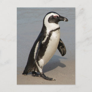 Afrikanischer Pinguin beim Gehen Postkarte