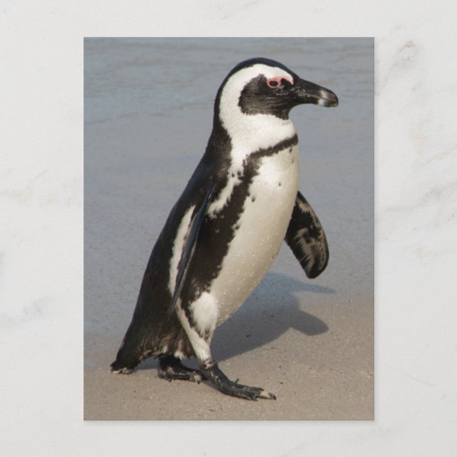 Afrikanischer Pinguin beim Gehen Postkarte (Vorderseite)