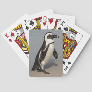 Afrikanischer Pinguin beim Gehen Spielkarten