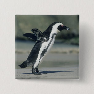 Afrikanischer Pinguin Button