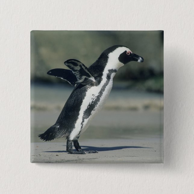 Afrikanischer Pinguin Button (Vorderseite)