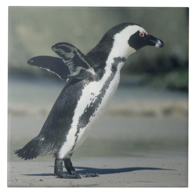 Afrikanischer Pinguin Fliese (Vorderseite)
