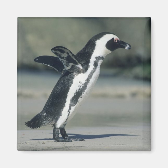 Afrikanischer Pinguin Magnet (Vorne)