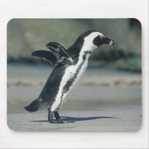 Afrikanischer Pinguin Mousepad