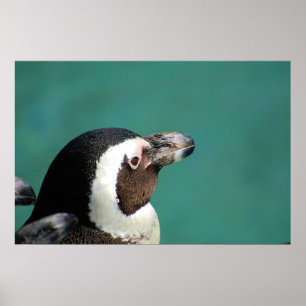 Afrikanischer Pinguin Poster