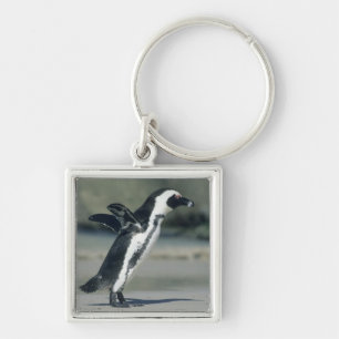 Afrikanischer Pinguin Schlüsselanhänger