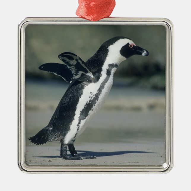 Afrikanischer Pinguin Silbernes Ornament (Vorne)