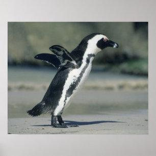 Afrikanischer Pinguin (Spheniscus demersus), komme Poster