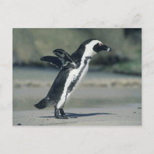 Afrikanischer Pinguin, (Spheniscus demersus), Postkarte
