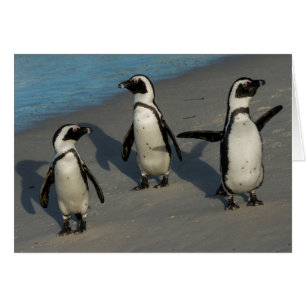 Afrikanischer Pinguine Spheniscus Demersus