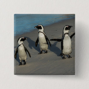 Afrikanischer Pinguine Spheniscus Demersus Button