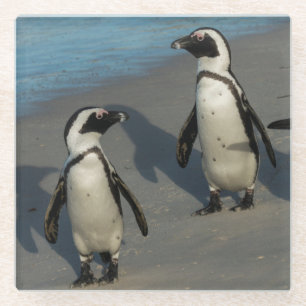 Afrikanischer Pinguine Spheniscus Demersus Glasuntersetzer