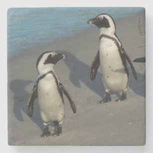 Afrikanischer Pinguine  Spheniscus Demersus Steinuntersetzer