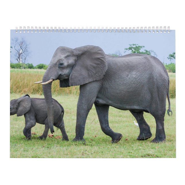 Afrikanischer Safari-Kalender Kalender (Titelbild)