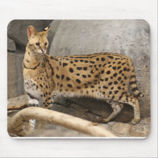 Afrikanischer Serval stilvoll und funktionell Mousepad