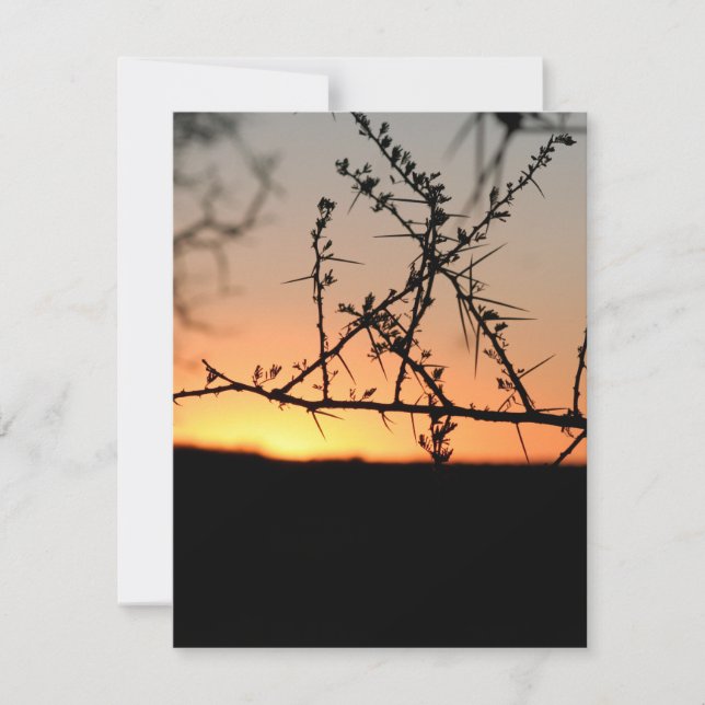 Afrikanischer Sonnenuntergang mit dorniger Acacia- Mitteilungskarte (Vorderseite)