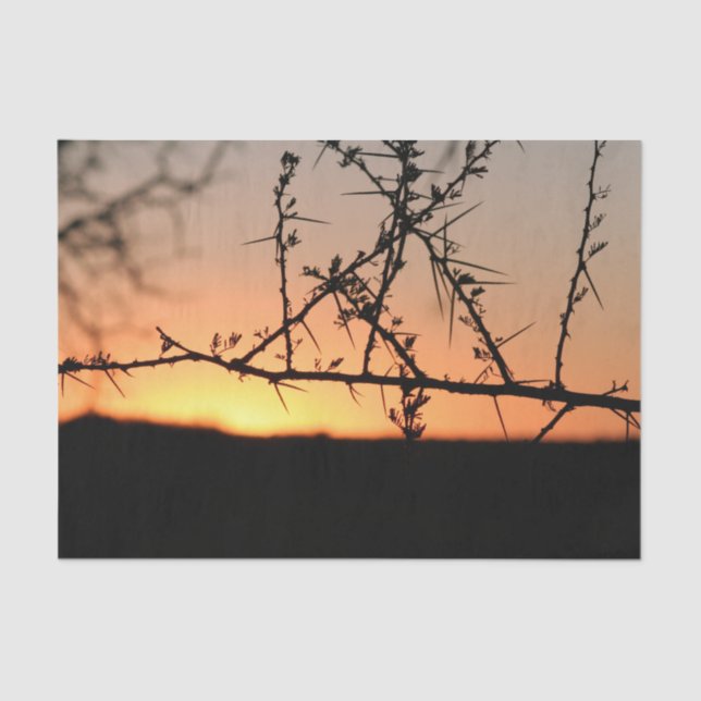 Afrikanischer Sonnenuntergang mit dorniger Acacia- Seidenpapier (Vorderseite)