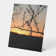 Afrikanischer Sonnenuntergang mit dorniger Acacia-