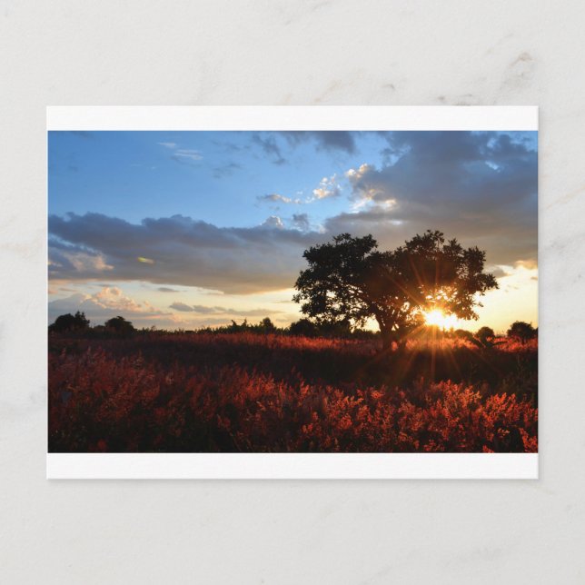 Afrikanischer Sonnenuntergang Postkarte (Vorderseite)