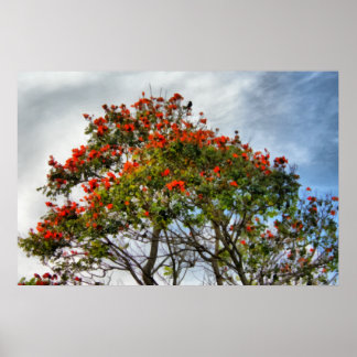 Afrikanischer Tulip Tree. Poster