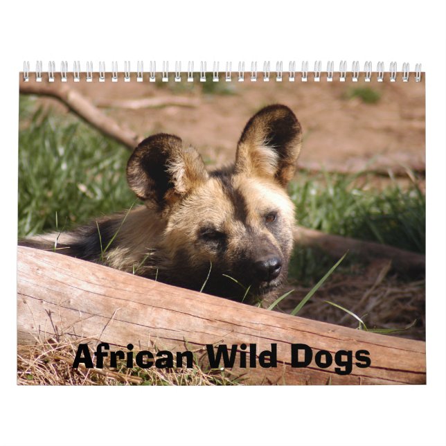 Afrikanischer wilde Hundekalender, afrikanische Kalender (Titelbild)