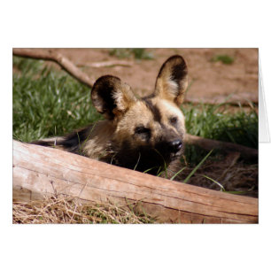 Afrikanischer Wilder Hund 012 Karte