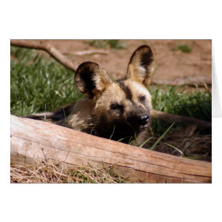 Afrikanischer Wilder Hund 012 Karte