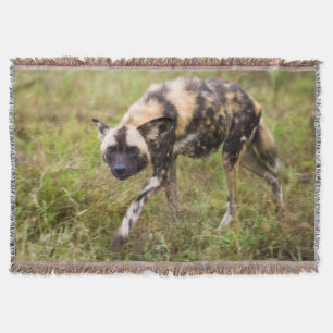 Afrikanischer wilder Hund (Lycaon Pictus), Madikwe Decke