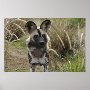 Afrikanischer wilder Hund Poster