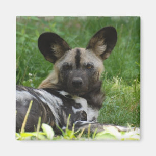 Afrikanischer wilder HundeFoto-Magnet Magnet