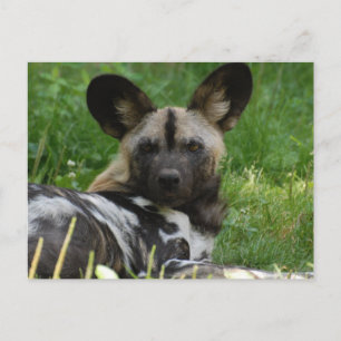 Afrikanischer Wildhund Foto Postkarte