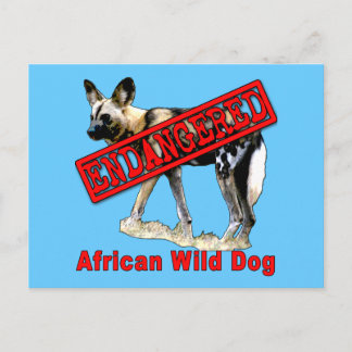 Afrikanischer Wildhund gefährdete tierische Erzeug Postkarte