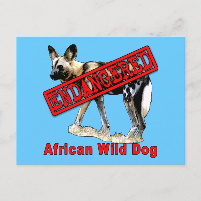 Afrikanischer Wildhund gefährdete tierische Erzeug Postkarte (Vorderseite)