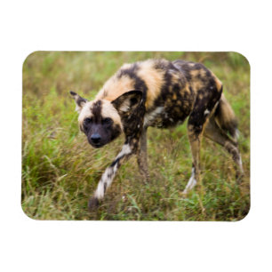 Afrikanischer Wildhund (Lycaon Pictus), Madikwe Ga Magnet