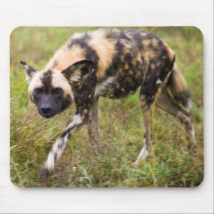 Afrikanischer Wildhund (Lycaon Pictus), Madikwe Ga Mousepad