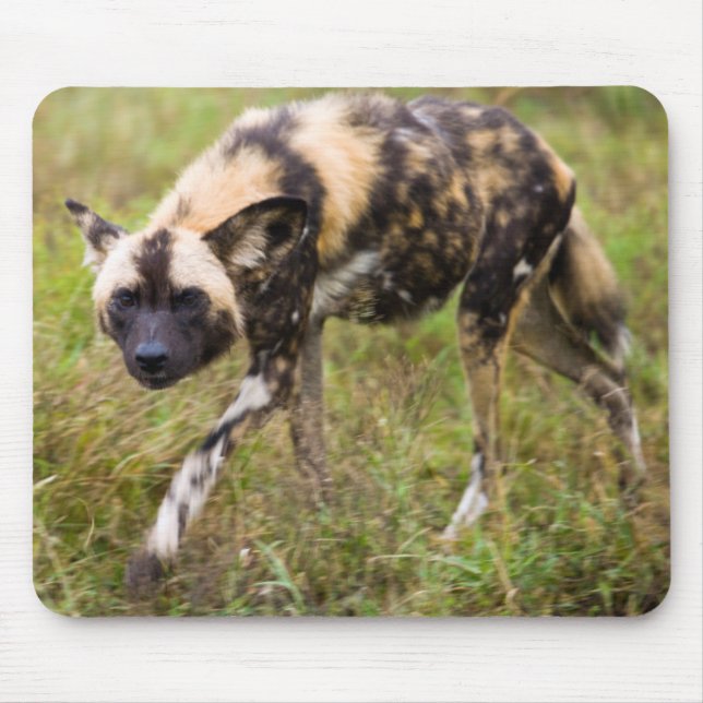 Afrikanischer Wildhund (Lycaon Pictus), Madikwe Ga Mousepad (Vorne)