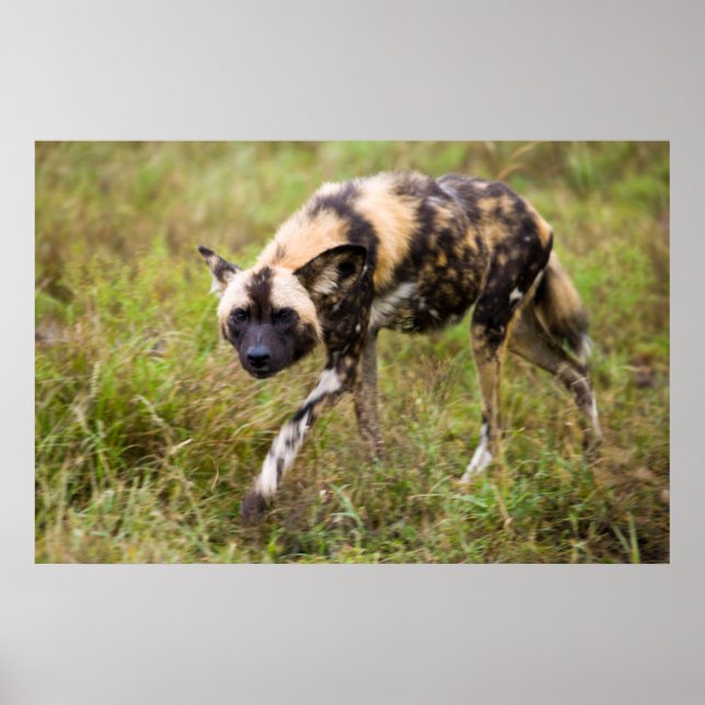 Afrikanischer Wildhund (Lycaon Pictus), Madikwe Ga Poster (Vorne)