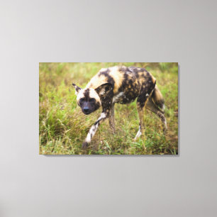 Afrikanischer Wildhund (Lycaon Pictus), Madikwe-Wi Leinwanddruck