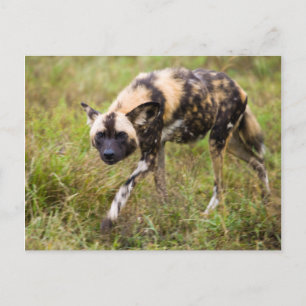 Afrikanischer Wildhund (Lycaon Pictus), Madikwe-Wi Postkarte